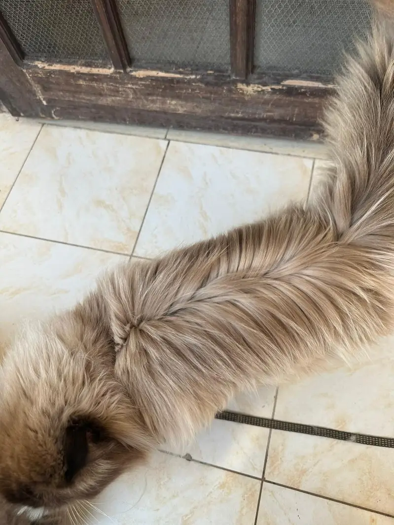 Himalayan Purebred Male Cat — photo 4