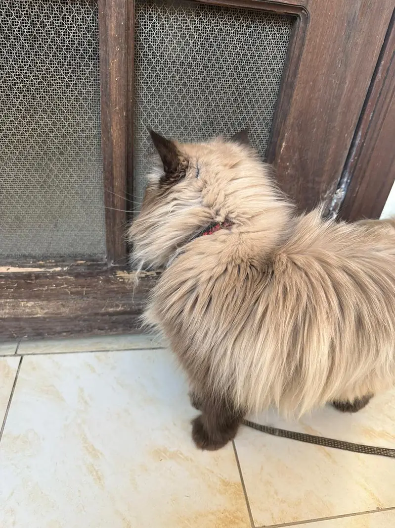 Himalayan Purebred Male Cat — photo 5