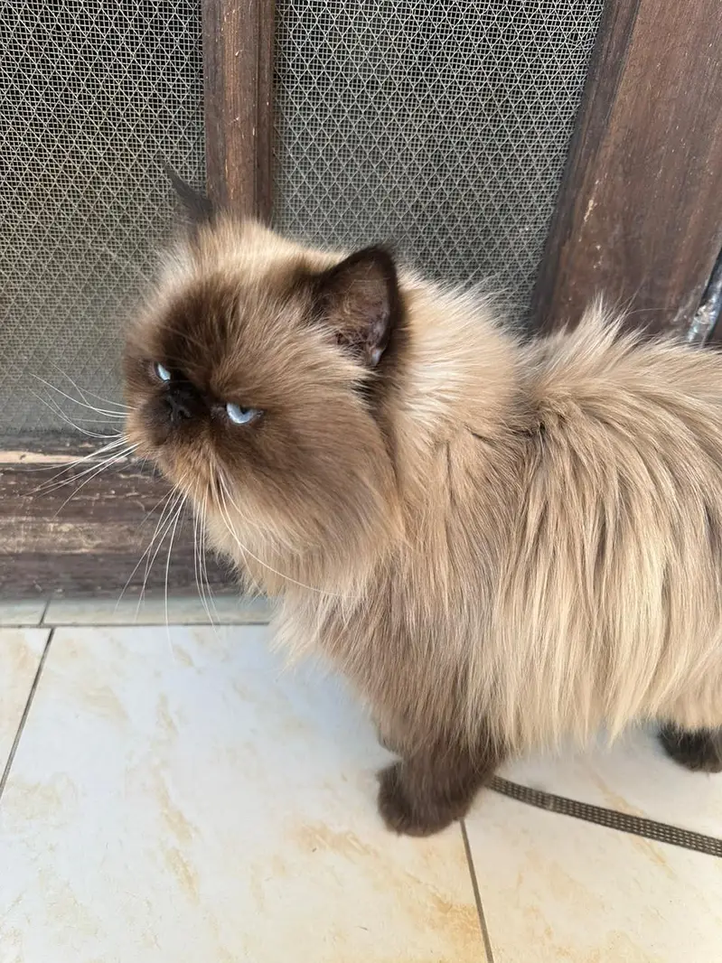 Himalayan Purebred Male Cat — photo 6