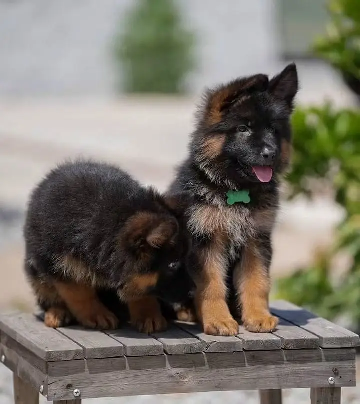 German shepherd Pupps | Long Coat German Pupps | GSD Pupps For Sale — photo 3