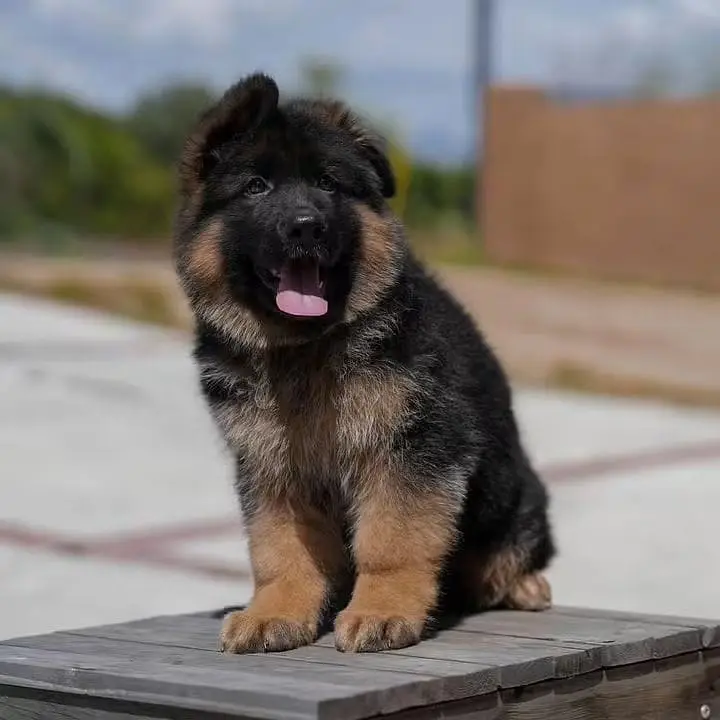 German shepherd Pupps | Long Coat German Pupps | GSD Pupps For Sale — photo 4