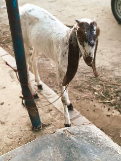 makkhi cheeni goat for sale 2 teeth 13 month makkhi cheeni  bakri