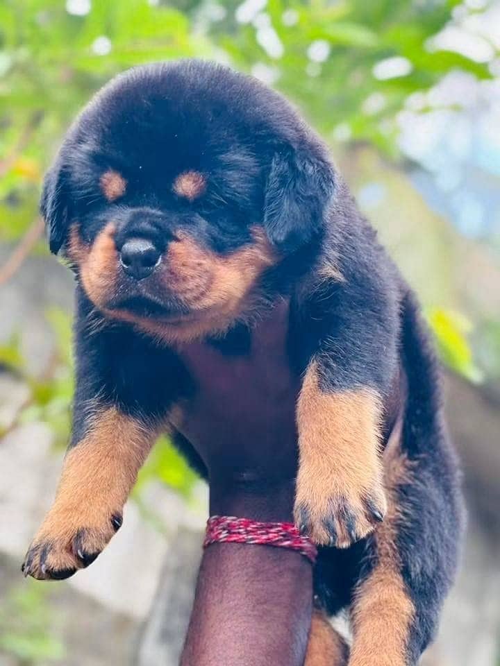 Rottweiler | Rottweiler Puppy | Rottweiler Dog Puppies for sale - Dogs ...