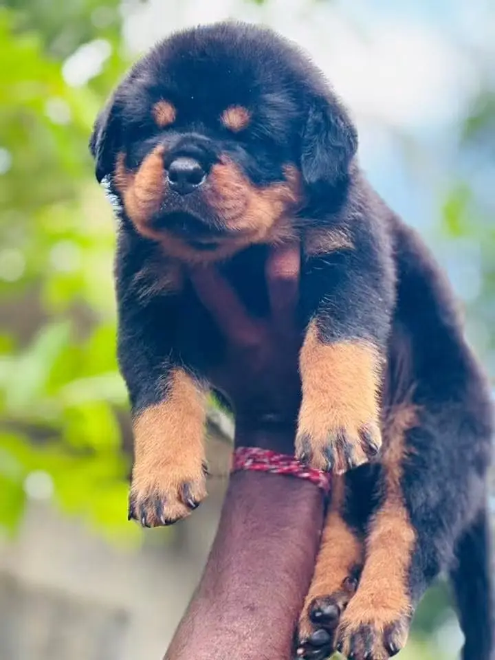 Rottweiler | Rottweiler Puppy | Rottweiler Dog Puppies for sale — photo 3