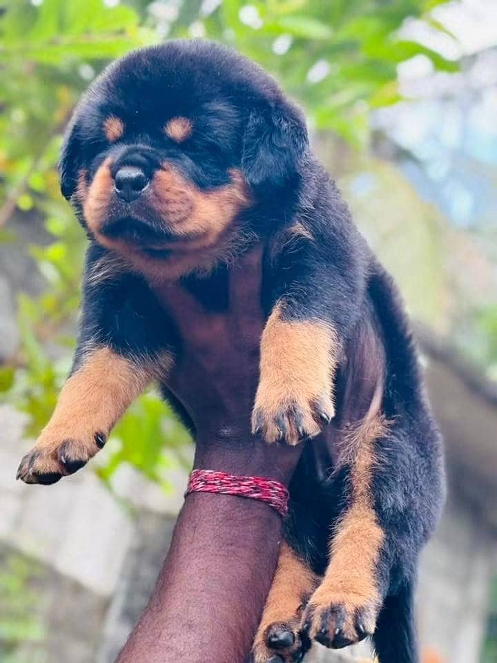 Rottweiler | Rottweiler Puppy | Rottweiler Dog Puppies for sale - Dogs ...