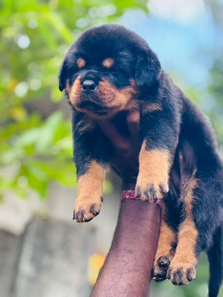 Rottweiler | Rottweiler Puppy | Rottweiler Dog Puppies for sale - Dogs ...