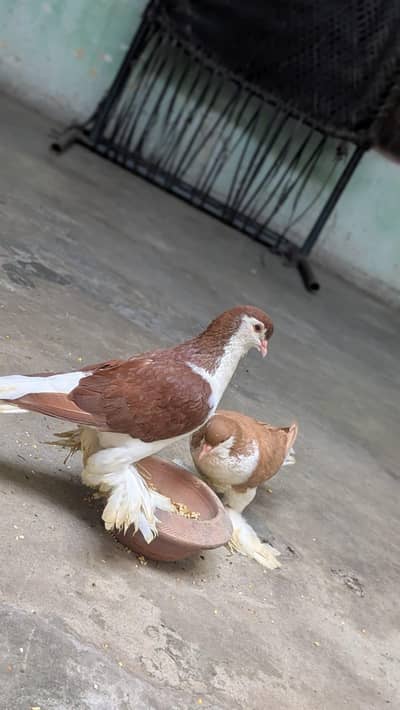 lahori shrazi frilback breeder pair (03714486983)