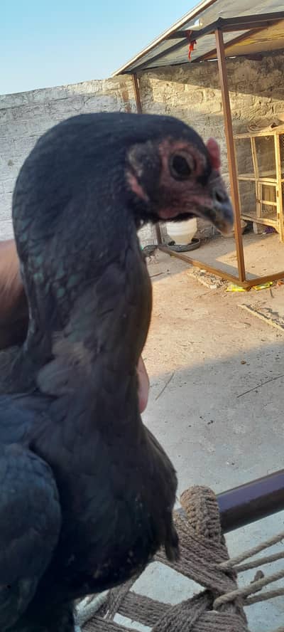 pour black eyes  and green nali murgi