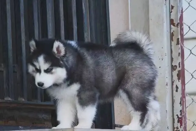 Husky | Wolly Coat Siberian Husky | Husky pupps For Sale — photo 2