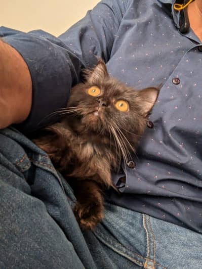 montu the home train cat