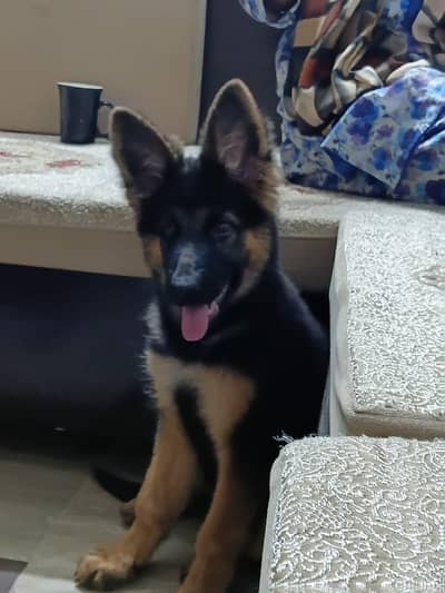 puppy for sale