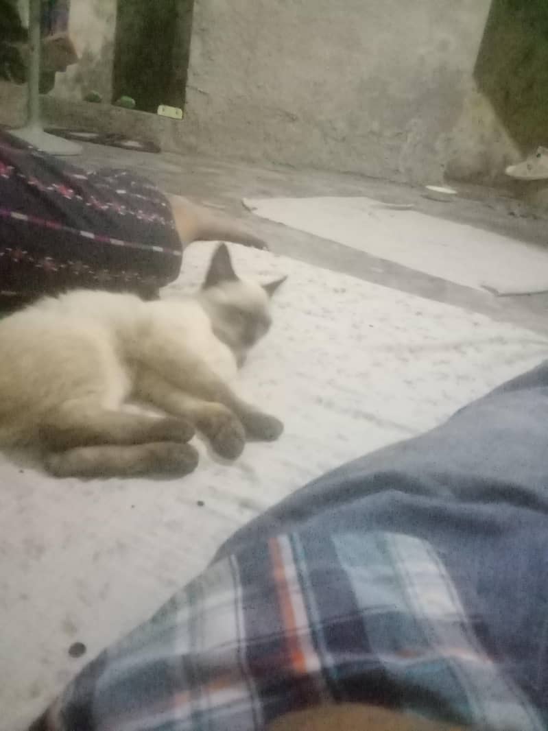 cat only 0