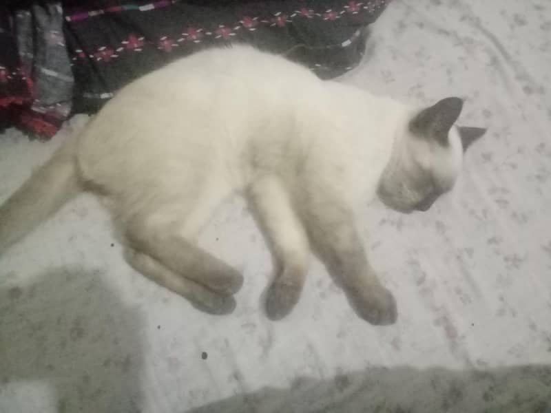 cat only 1