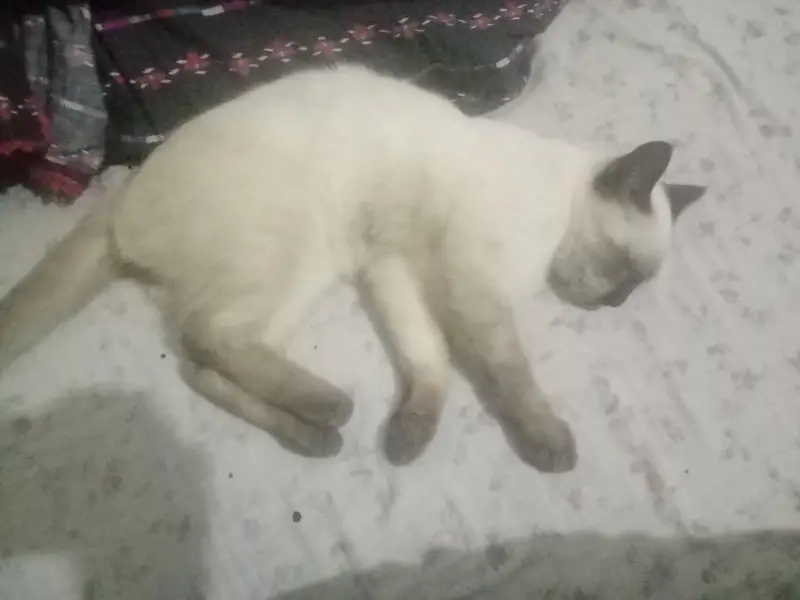 cat only — photo 2
