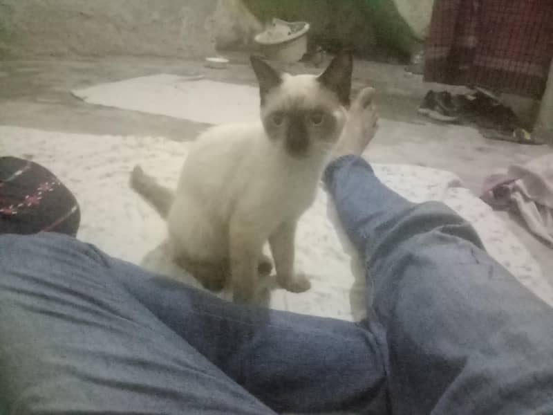 cat only 2