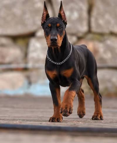 American Doberman puppies | Doberman Puppy | Dog for sale