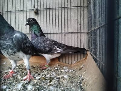 Lal pari For sale