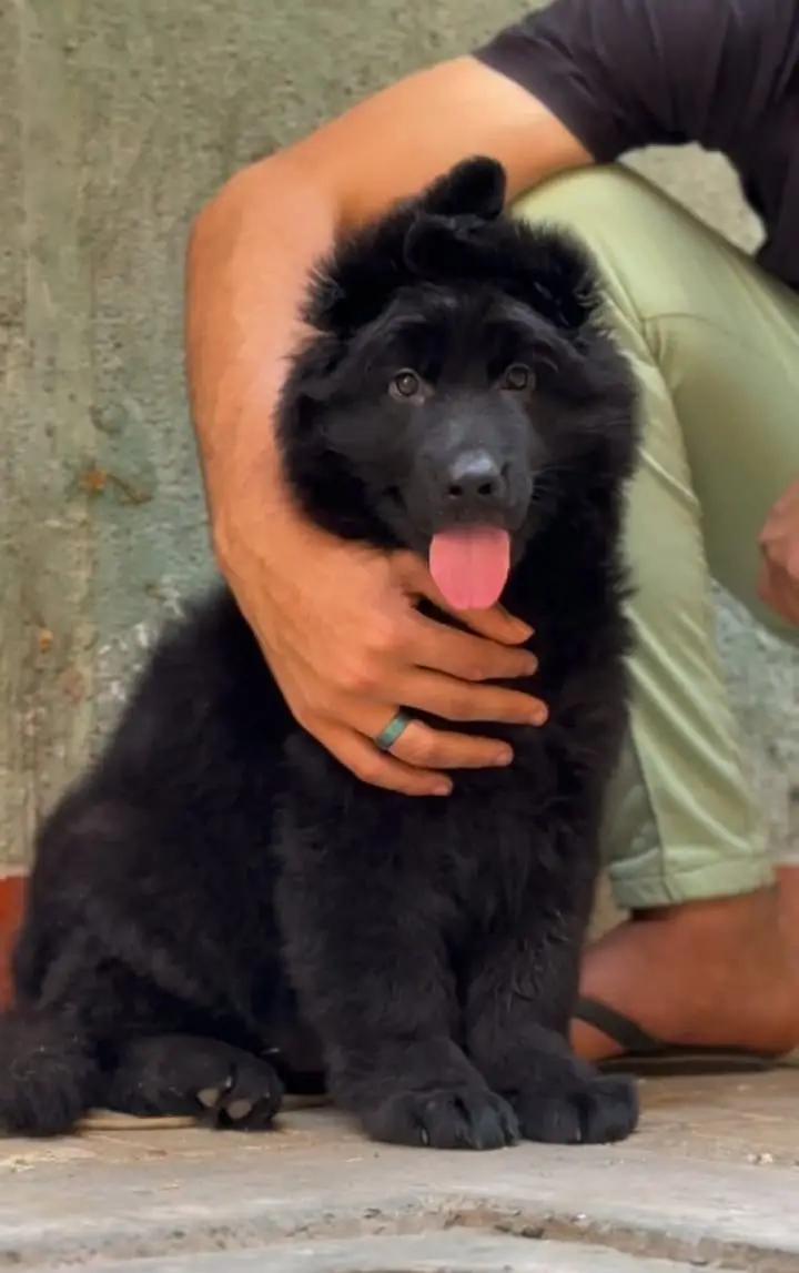 Black Shepherd Puppy | Long Coat German Shepherd Black Puppy | GSD — photo 2