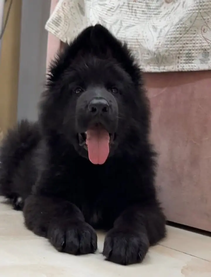 Black Shepherd Puppy | Long Coat German Shepherd Black Puppy | GSD — photo 3