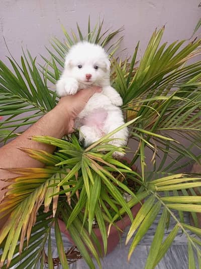 Russian Spitz , long hair male puppy