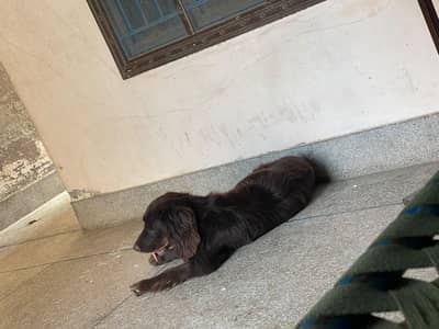 spanial Dog