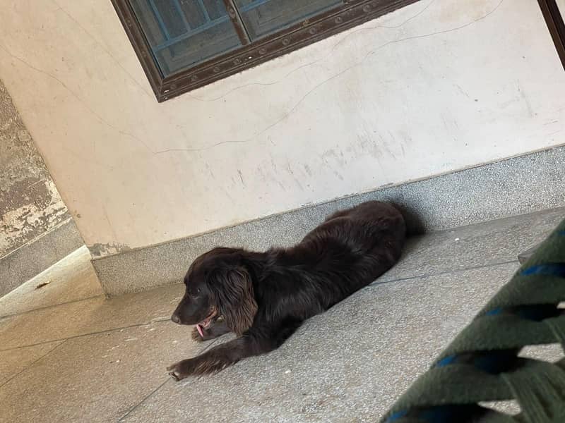 spanial Dog 0