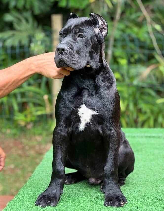 Cane Corso Puppy | Cane Corso Puppies | Cane Corso Dog for sale - Dogs ...