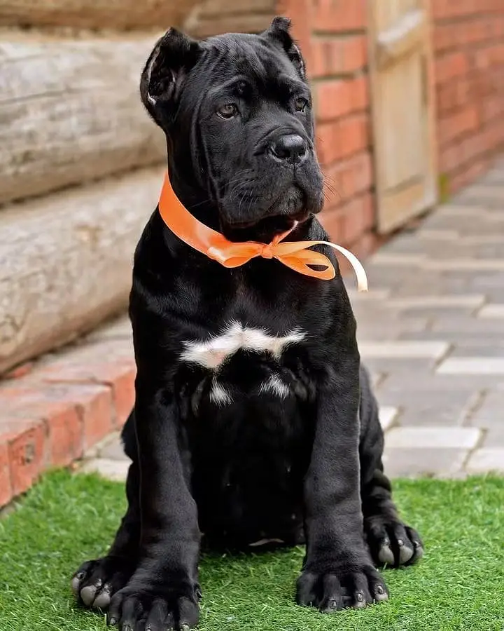 Cane Corso Puppy | Cane Corso Puppies | Cane Corso Dog for sale — photo 3