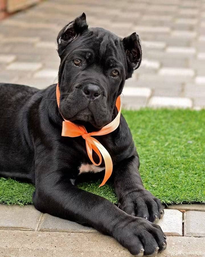 Cane Corso Puppy | Cane Corso Puppies | Cane Corso Dog for sale - Dogs ...