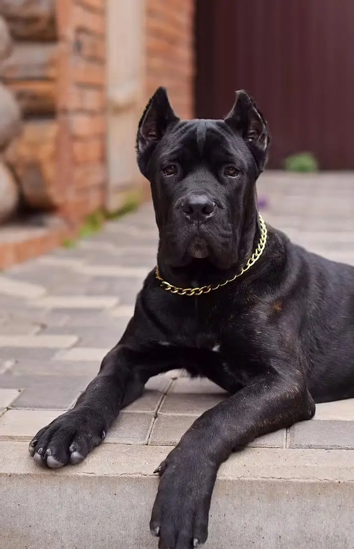 Cane Corso Puppy | Cane Corso Puppies | Cane Corso Dog for sale — photo 6