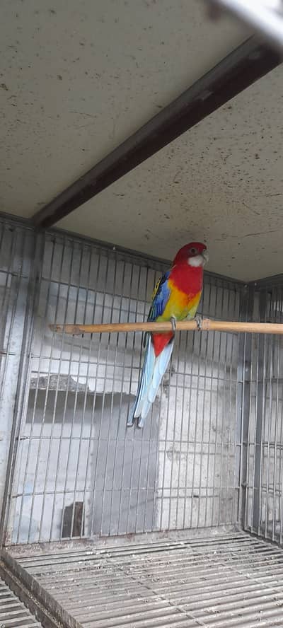 Rosella golden mantel breeder male available rawalpindi setlet town c