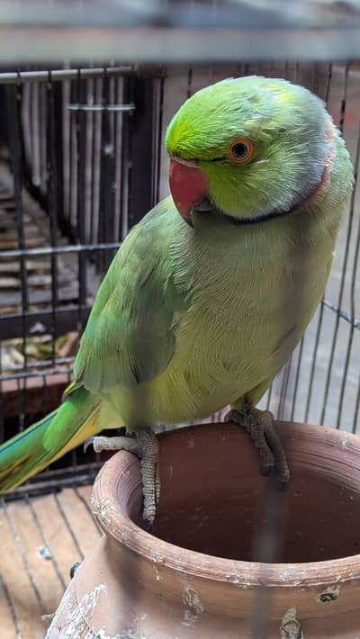 green Parrot