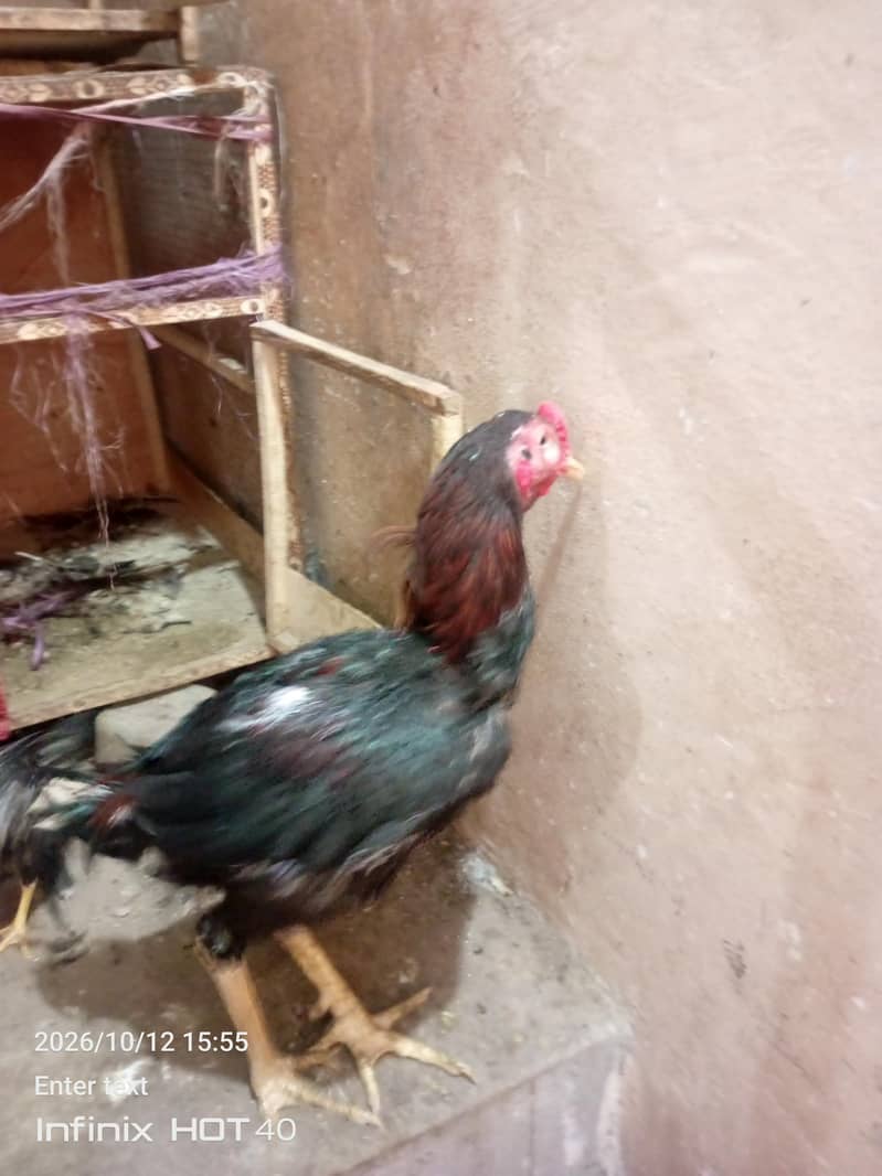 aseel pair with two chicks 0