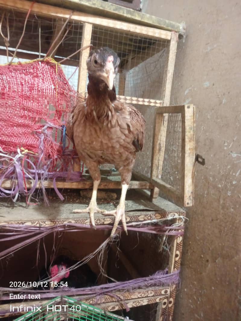 aseel pair with two chicks 1