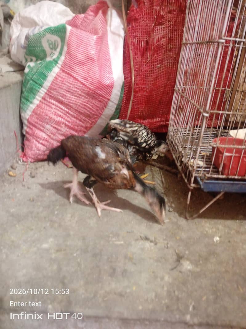 aseel pair with two chicks 2