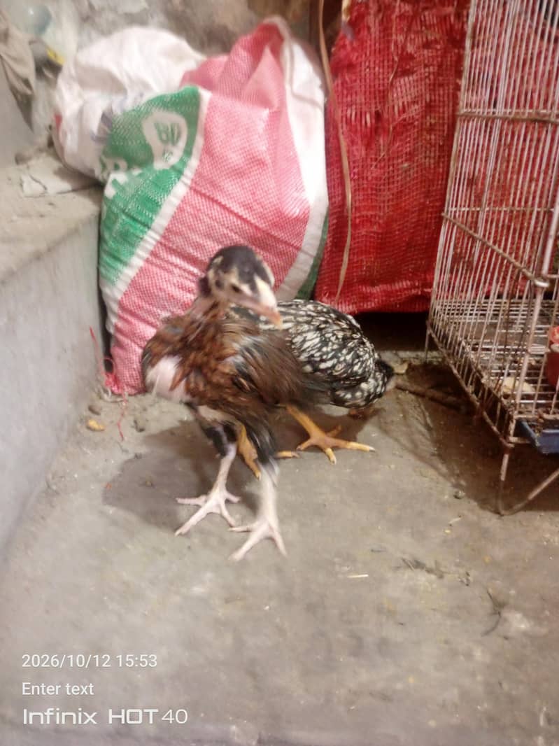aseel pair with two chicks 3