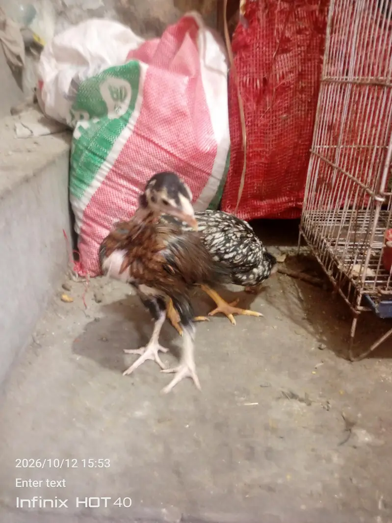aseel pair with two chicks — photo 4