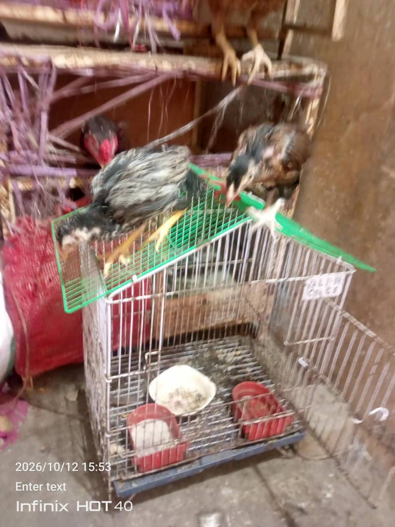 aseel pair with two chicks 4