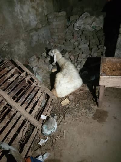 2 goats gabban or 1 dumbi gabban