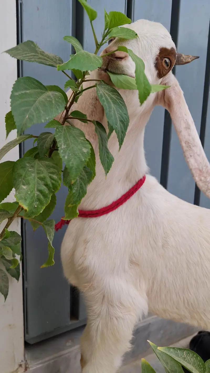 Goats for sale in reasonable price 4 goats in 64k — photo 2