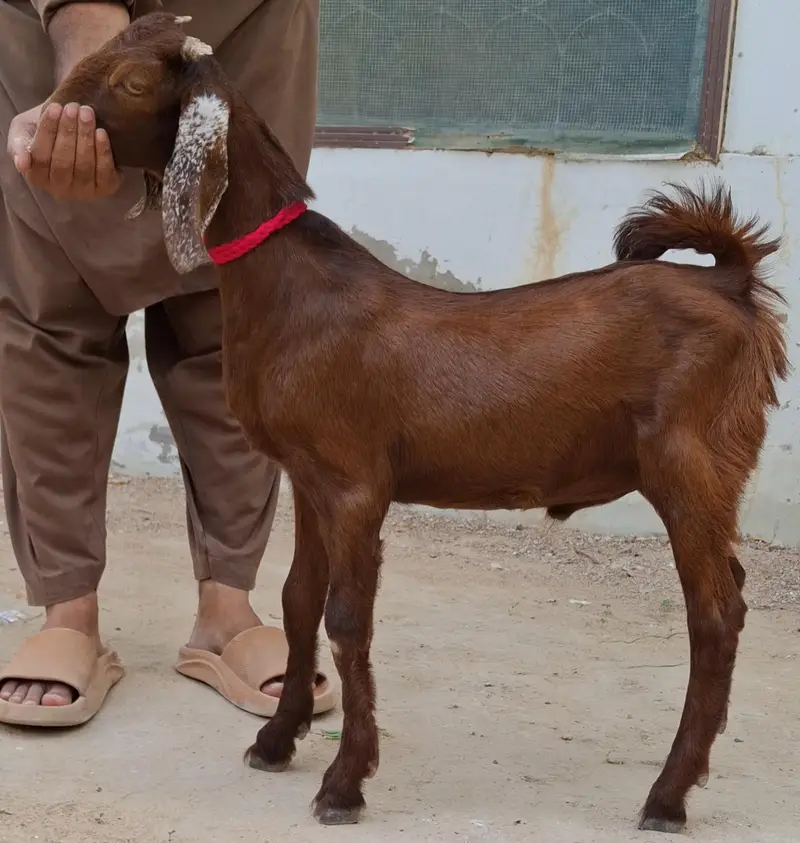 Goats for sale in reasonable price 4 goats in 64k — photo 3