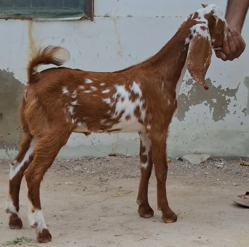 Goats for sale in reasonable price 4 goats in 64k — photo 4
