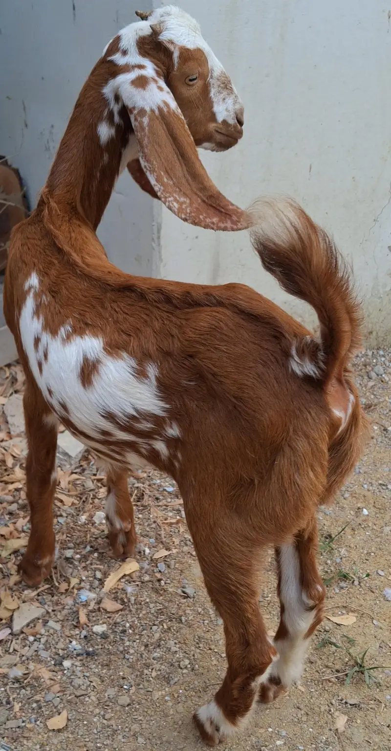 Goats for sale in reasonable price 4 goats in 64k — photo 6