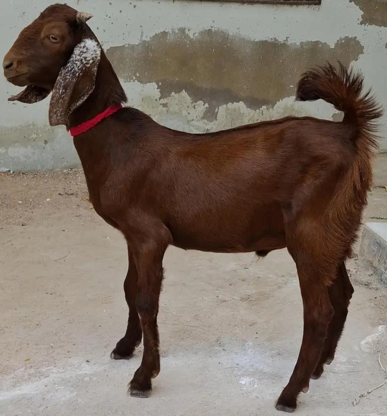Goats for sale in reasonable price 4 goats in 64k — photo 7
