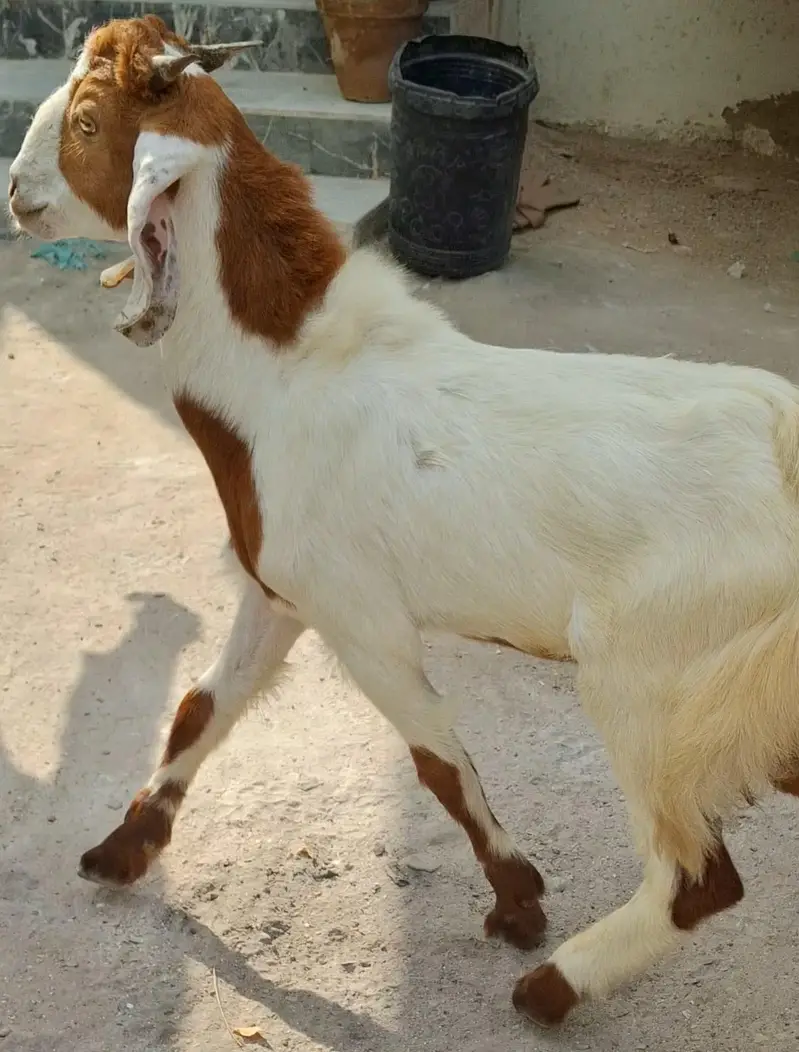 Goats for sale in reasonable price 4 goats in 64k — photo 8