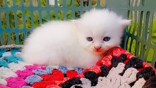White/grey Persian kittens