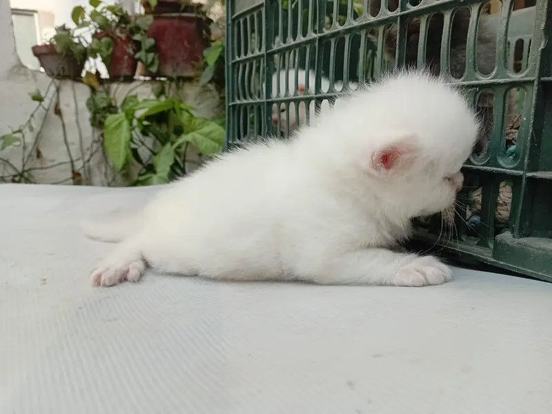 White/grey Persian kittens — photo 2