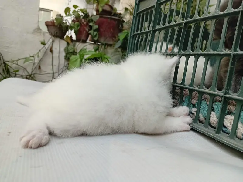 White/grey Persian kittens — photo 3