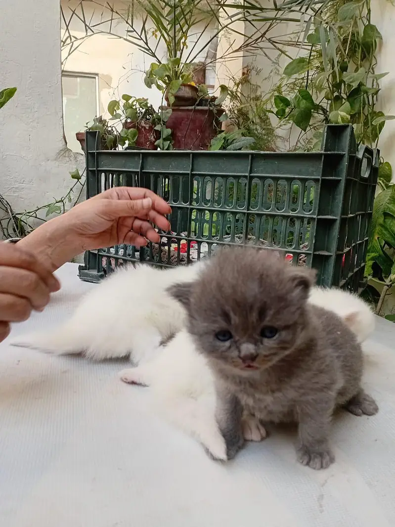 White/grey Persian kittens — photo 4