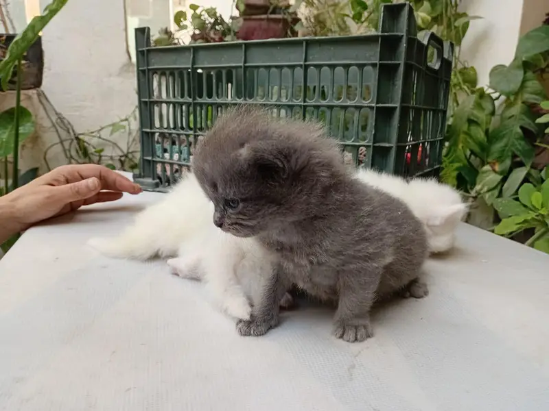 White/grey Persian kittens — photo 6